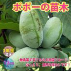 ITANSE ポポーの苗木 果樹苗 3年生実生苗 12cmポット 1個 送料…