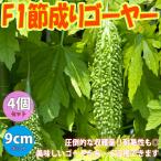 ITANSE горький огурец. рассада F1... горький огурец -300 овощи рассада 9cm pot 4 шт. комплект бесплатная доставка .-. горький огурец горький огурец - рассада i язык se официальный 