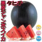 ITANSE арбуз. рассада Таити овощи рассада контактный дерево рассада 9cm pot 2 шт. комплект бесплатная доставка запад .... арбуз рассада i язык se официальный 