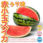 ITANSEスイカの苗うり坊野菜苗...