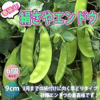 ITANSEえんどう豆苗すずなり極...