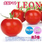 トマト苗 LEON(レオン) 野菜苗 自根苗 9cmポット 2個セット おいしい高リコピントマト 送料無料 即出荷
