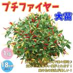 ITANSEtougalasi рассада маленький fire - овощи рассада собственный корень рассада 18cmBN твердость pot большой рассада 1 шт + удобрение .. перец стручковый i язык se официальный 