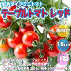 ITANSE мини помидоры рассада стол помидор красный овощи рассада собственный корень рассада 18cmBN твердость pot большой рассада 1 шт + удобрение фигурная скобка не необходимо много ..i язык se официальный 