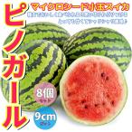 ショッピングスイカ ITANSE スイカの苗 ピノガール 野菜苗 自根苗 9cmポット 8個セット 小玉すいか苗 ピノ・ガール 果樹苗 送料無料 西瓜 すいか スイカ 苗 イタンセ公式