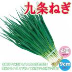 ITANSE ネギ苗 九条ねぎ 多粒蒔き苗 野菜苗 9cmポット 4個セット ねぎ苗 送料無料 葱 ねぎ ネギ 苗 イタンセ公式