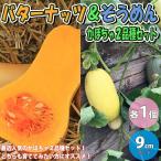 ITANSE тыква рассада 2 вида комплект ( масло орехи тыква * вермишель тыква ) овощи рассада реальный сырой рассада 9cm pot каждый 1 шт всего 2 шт. комплект бесплатная доставка i язык se официальный 