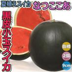 ITANSE арбуз рассада лето .. арбуз .. здесь . овощи рассада реальный сырой рассада 9cm pot 2 шт. комплект бесплатная доставка i язык se официальный 