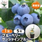 ITANSE ブルーベリー サンシャインブルー 果樹苗 挿し木苗 15cmポット 大苗 大実サザンハイブッシュ系ブルーベリー 送料無料 イタンセ公式