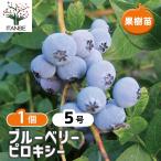 ITANSE ブルーベリー ビロキシー 果樹苗 挿し木苗 15cmポット 1個 大実サザンハイブッシュ系ブルーベリー 送料無料 イタンセ公式