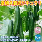 キュウリ苗 夏植え節成りきゅうり 野菜苗 自根苗 9cmポット 2個セット 送料無料