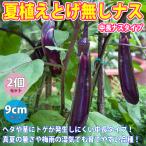 ITANSEnas рассада лето .... нет средний длина баклажан ( средний длина nas) овощи рассада реальный сырой рассада 9cm pot 2 шт. комплект бесплатная доставка i язык se официальный 