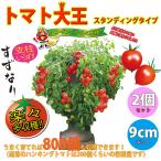 ITANSE ミニトマトの苗 トマト大王(スタンディングタイプ) 野菜苗 自根苗 9cmポット 2個セット 送料無料 ミニトマト 苗 イタンセ公式