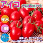 ITANSE мини помидоры рассада Aiko * слива type мини помидоры большой рассада овощи рассада контактный дерево рассада 15cm pot 1 шт бесплатная доставка i язык se официальный 