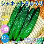 ITANSE огурец рассада автомобиль комплект огурец большой рассада овощи рассада контактный дерево рассада 12cm pot 1 шт бесплатная доставка i язык se официальный 