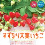 イチゴ苗 すずなり大実いちご 野菜苗 10.5cmポット 3個セット 送料無料