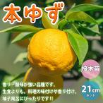 ITANSE 柚子苗 本ゆず 3年生 接木苗 21cmポット 苗木 1個 柑橘類 ゆず ユズ 送料無料 イタンセ公式
