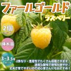 ITANSE ラズベリー ファールゴールド 1年生 挿木苗 9〜10.5cm…