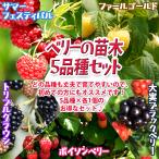 ITANSE 人気のベリー9cmポット5品種各1個 品種：サマーフェスティバル・ボイソンベリー・大実ブラックベリー・ファールゴールド・トリプルクラウン イタンセ公式
