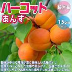 ITANSE アンズ苗 ハーコット 2年生 接木苗 12〜15cmポット 苗木 1個 あんず 杏子 唐桃 カラモモ 送料無料 イタンセ公式