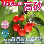 ITANSE さくらんぼ苗 高砂 2年生 接木苗 15cmポット 苗木 1個 送料無料 イタンセ公式
