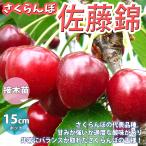 ITANSE さくらんぼ苗 佐藤錦 2年生 接木苗 15cmポット 苗木 1個 送料無料 イタンセ公式
