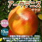 ITANSE ザクロ苗 アークデニス 2年生 接木苗 15cmポット 苗木 1個 ざくろ 石榴 柘榴 送料無料 イタンセ公式