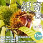 ITANSE 栗苗 銀寄 2年生 接木苗 15cmポット 苗木 1個 くり クリ 栗の木 送料無料 イタンセ公式