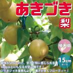 ITANSE 梨苗 あきづき 2年生 接木苗 15cmポット 苗木 1個 送料無料 イタンセ公式
