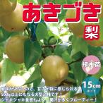 ショッピング梨 ITANSE 梨苗 あきづき 2年生 接木苗 15cmポット 苗木 1個 送料無料 イタンセ公式