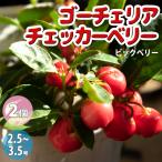 ITANSE ゴーチェリア チェッカーベリー(ビックベリー)の苗 花木苗/2…