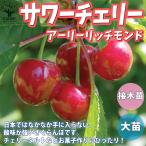 ITANSE さくらんぼの苗木 サワーチェリー(アーリーリッチモンド) 果樹の苗木 接木 4.5号ポット 1個売り 果樹 ガーデニング 送料無料 イタンセ公式