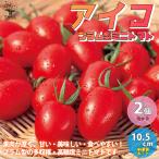 ミニトマトの苗 アイコ 高糖度・育てやすい 野菜の苗 自根苗 10.5cmポット お買い得2個セット  人気 家庭菜園 簡単栽培  送料無料