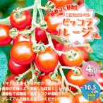 ITANSE мини помидоры. рассада высшее .pikola rouge из .....! овощи рассада собственный корень рассада 10.5cm pot 4 шт. комплект бесплатная доставка мини помидоры рассада i язык se официальный 