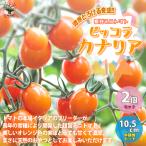ITANSE мини помидоры. рассада высшее .pikola kana задний . толщина .... еда чувство! овощи рассада собственный корень рассада 10.5cm pot 2 шт. комплект бесплатная доставка мини помидоры рассада i язык se официальный 