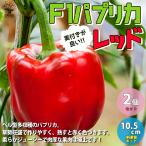 ITANSE F1 паприка. рассада красный реальный имеется . хороший овощи. рассада собственный корень рассада 10.5cm pot 2 шт. комплект популярный бесплатная доставка паприка рассада i язык se официальный 