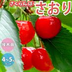 ITANSE さくらんぼの苗木 さおり 果樹の苗木 接木苗 12〜15cmポット 1個売り 果樹 果物 栽培 趣味 園芸 ガーデニング 送料無料 イタンセ公式