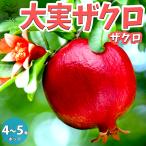 ITANSEザクロの苗木大実ザクロ...