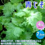 しその苗 青じそ 野菜の苗  7.5cmポット お買い得4個セット  人気 家庭菜園 簡単栽培 収穫 送料無料