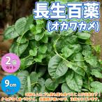 ITANSE オカワカメの苗 長生百薬 野菜の苗 9cmポット お買い得2個セット 人気 家庭菜園 簡単栽培 収穫 送料無料 イタンセ公式