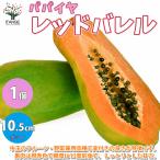 ITANSEパパイヤの苗レッドバレ...