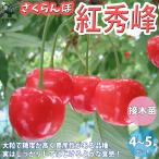 ITANSE さくらんぼの苗木 紅秀峰 果樹の苗木 接木苗 12〜15cm 1個売り 果樹 果物 栽培 趣味 園芸 ガーデニング 送料無料 イタンセ公式