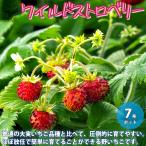 ITANSE лесная земляника. рассада красный реальный. большой рассада фруктовое дерево. саженец 7 номер eko pot 1 шт продажа популярный огород простой культивирование .. бесплатная доставка i язык se официальный 