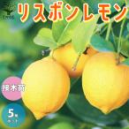 ITANSEレモンの苗木リスボン果...