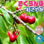 ITANSE さくらんぼの苗 紅さやか 果樹の苗木 接木苗 12cmポット 1個売り 果樹 果物 栽培 趣味 園芸 ガーデニング 送料無料 イタンセ公式