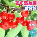 ITANSEさくらんぼの苗香夏錦果...