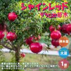 ITANSE ザクロの苗木 シャインレッド 果樹の苗木 挿し木苗 12cmポット 1個売り 果樹 果物 栽培 趣味 園芸 ガーデニング 送料無料 イタンセ公式