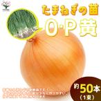 ITANSE шар лук порей вытащенный рассада товар вид :O*P желтый ( средний сырой ) овощи. рассада примерно 50шт.@(50шт.@×1) OP желтый популярный огород простой культивирование бесплатная доставка шар лук порей рассада i язык se официальный 