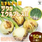 ITANSE шар лук порей вытащенный рассада товар вид : Sakura Express 2( высшее . сырой ) овощи. рассада примерно 50шт.@(50шт.@×1) популярный огород простой культивирование бесплатная доставка шар лук порей рассада i язык se официальный 