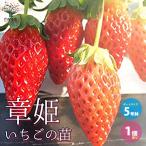 ITANSE клубника. рассада товар вид : глава .(....) овощи. рассада 5 номер pot большой рассада 1 шт продажа популярный огород простой культивирование .. бесплатная доставка i язык se официальный 